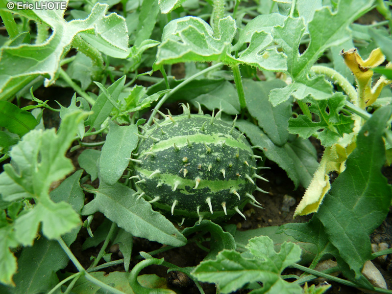 Cucurbitaceae - Cucumis myriocarpus - Concombre épineux