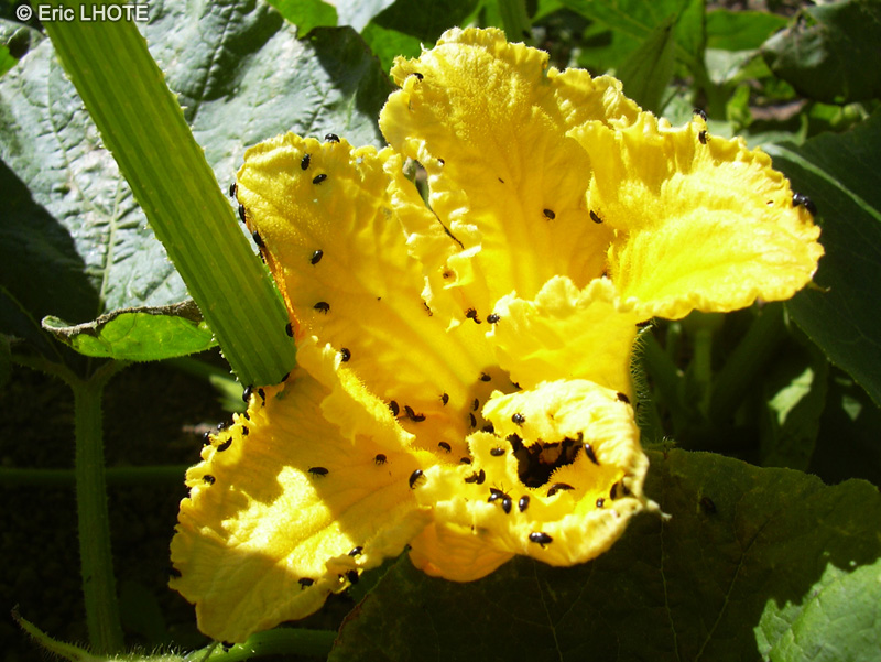  - Cucurbita maxima - 