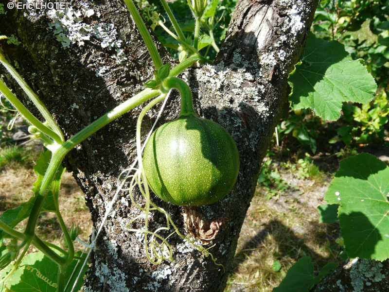 Cucurbitaceae - Cucurbita pepo Coloquinte - Coloquinte, Courge décorative