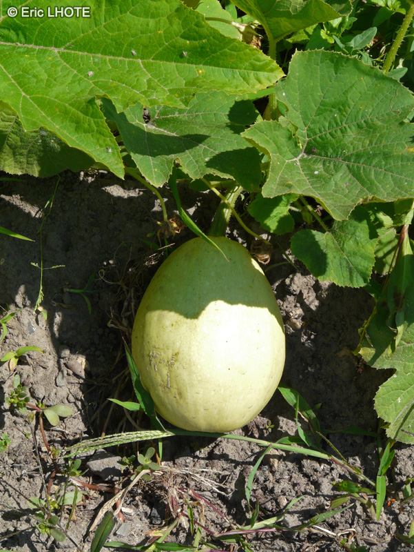 Cucurbitaceae - Cucurbita pepo Courge spaghetti - Courge spaghetti