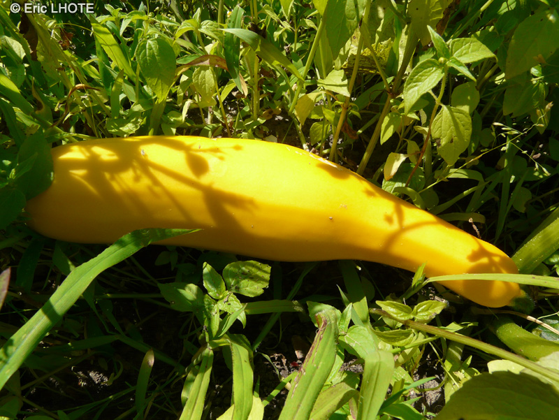 Cucurbitaceae - Cucurbita pepo Courgette jaune - Courgette jaune