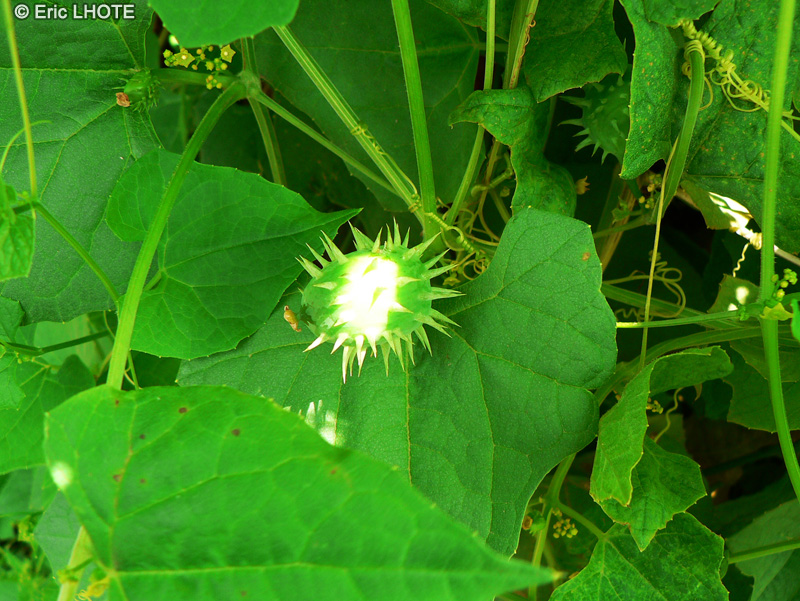  - Cyclanthera brachystachia - 