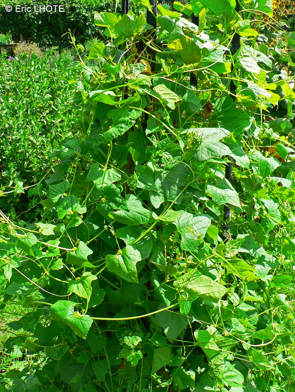Cucurbitaceae - Cyclanthera brachystachia - Cyclanth&egrave;re, Concombre grimpant