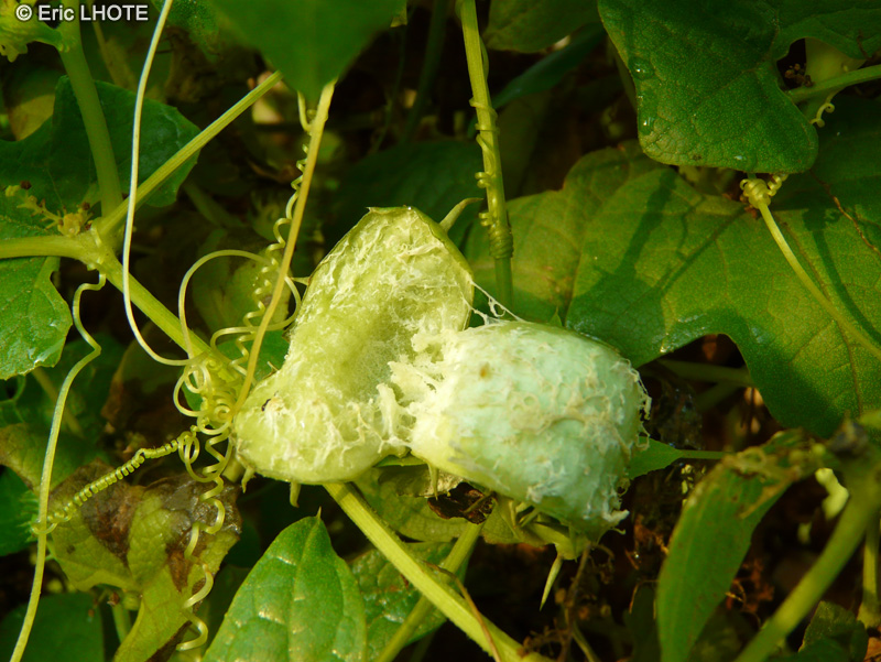  - Cyclanthera explodens, Cyclanthera brachystachys - 