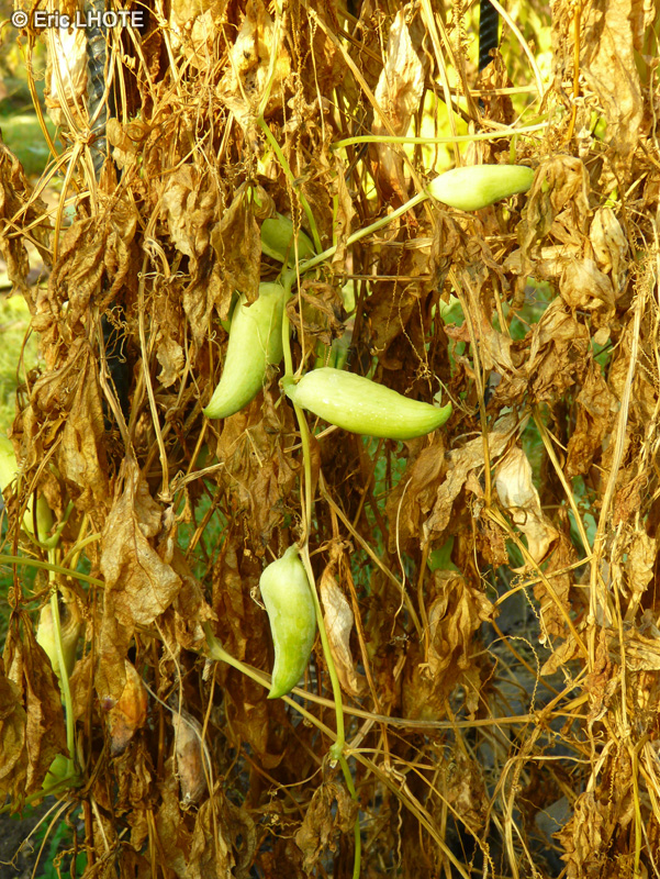  - Cyclanthera pedata - 