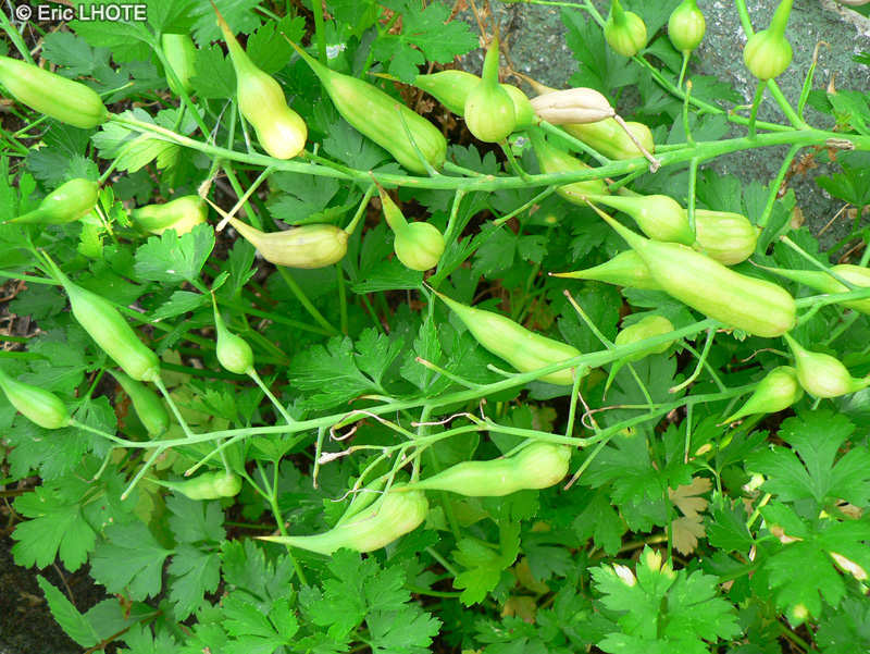  - Cyclanthera pedata - 