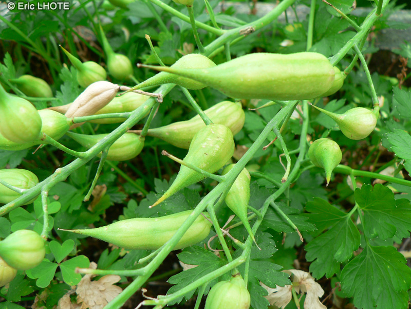  - Cyclanthera pedata - 