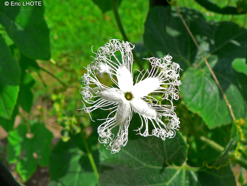 Cucurbitaceae - Trichosanthes anguina - Patolle