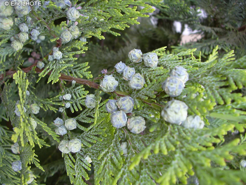  - Chamaecyparis lawsoniana - 