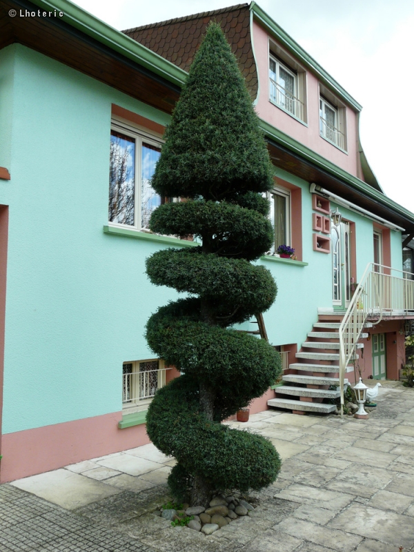 Cupressaceae - Chamaecyparis lawsoniana Elwoodii - Chamaecyparis