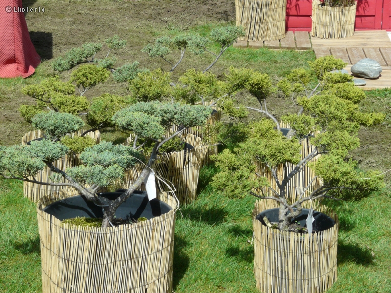  - Chamaecyparis obtusa - 