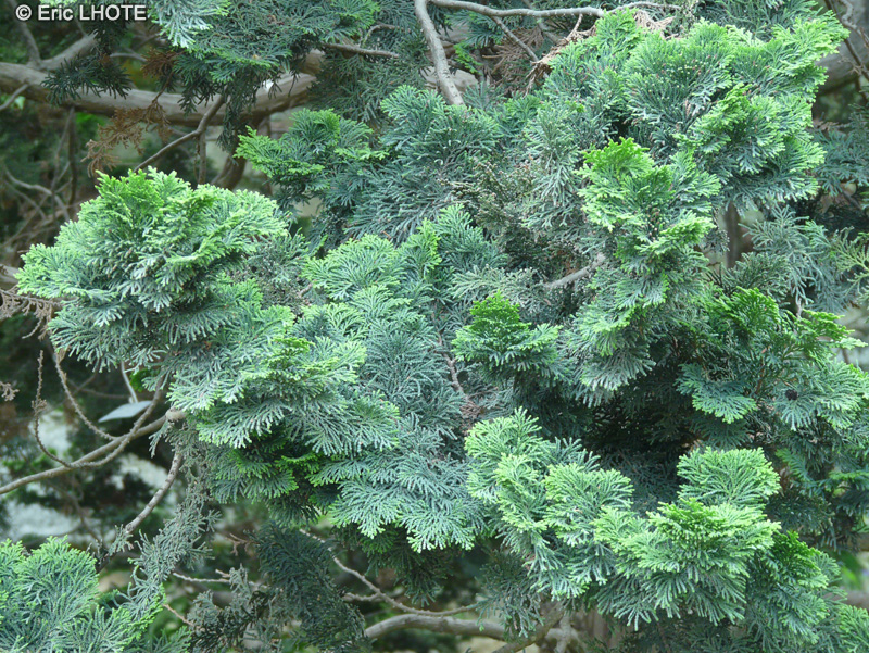  - Chamaecyparis obtusa Nana - 