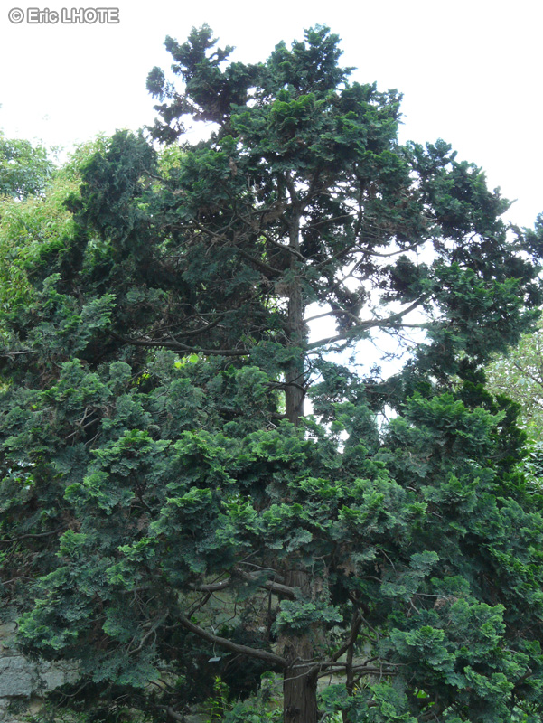 Cupressaceae - Chamaecyparis obtusa Nana - Cyprès hinoki nain