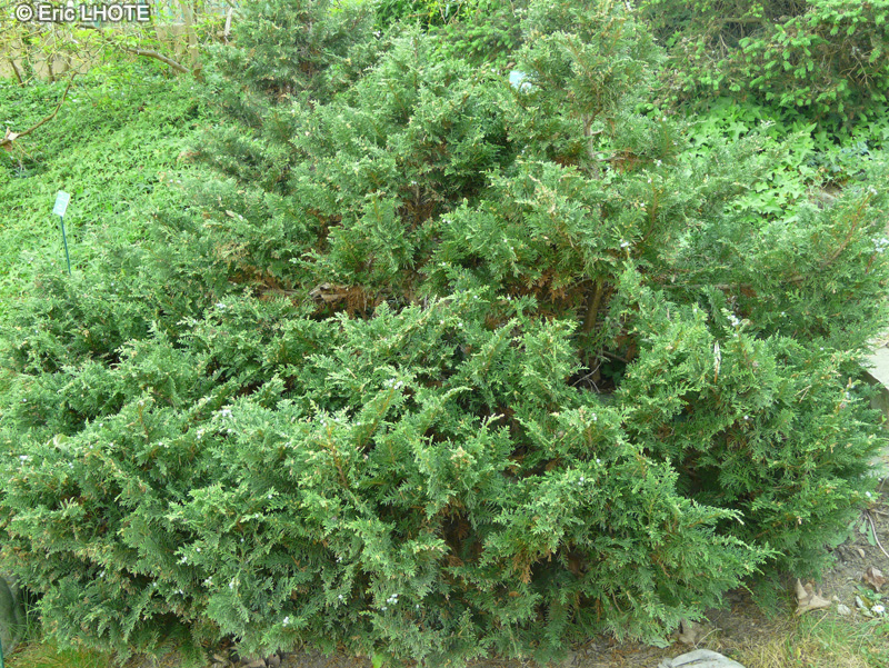 Cupressaceae - Chamaecyparis obtusa Pygmaea - Faux Cyprès du Japon