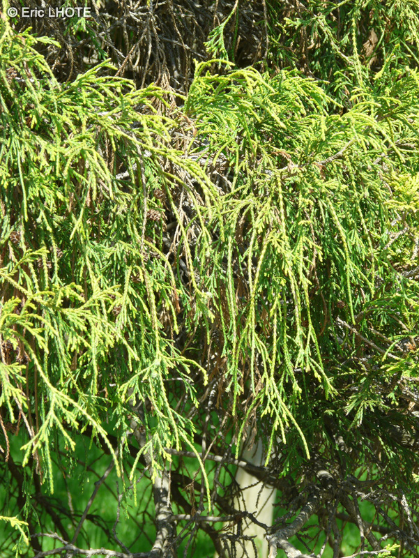  - Chamaecyparis pisifera Filifera - 