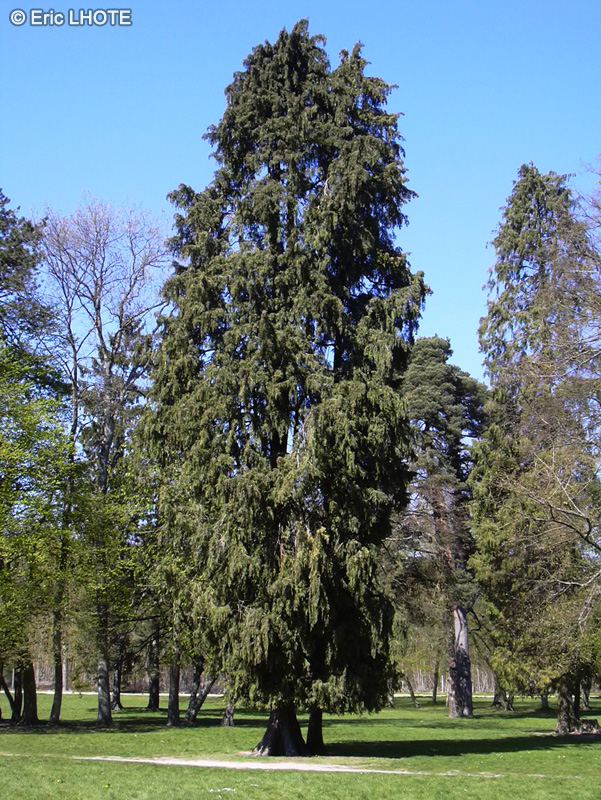 Cupressaceae - Cupressocyparis leylandii - Cypr&egrave;s de Leyland