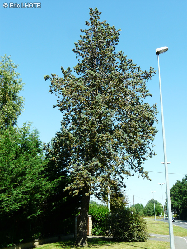  - Cupressus arizonica Glauca - 