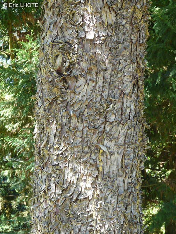  - Cupressus arizonica Glauca - 