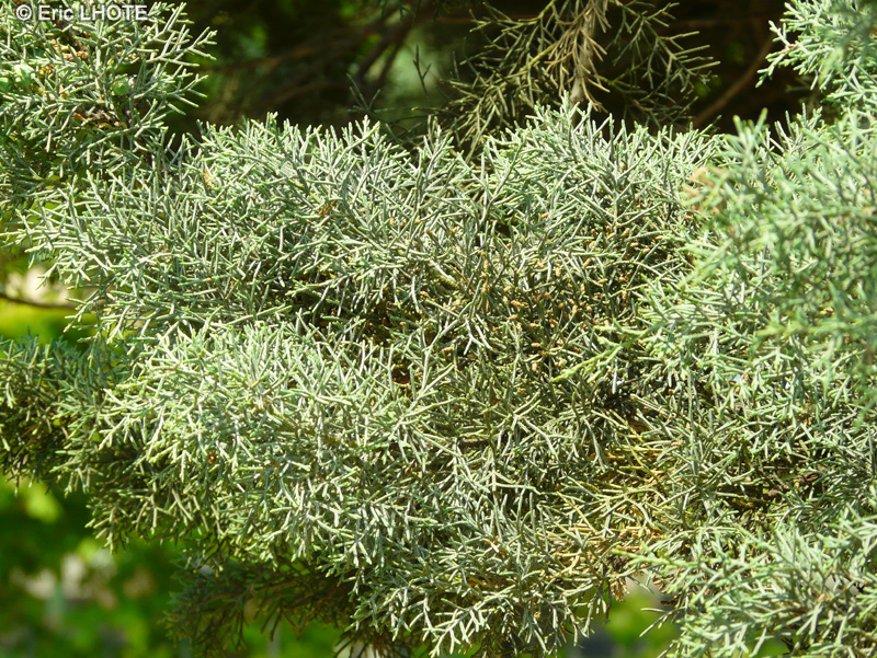  - Cupressus arizonica Glauca - 