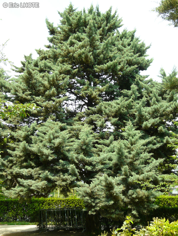 Cupressaceae - Cupressus arizonica Glauca - Cypr&egrave;s bleu de l&rsquo;Arizona