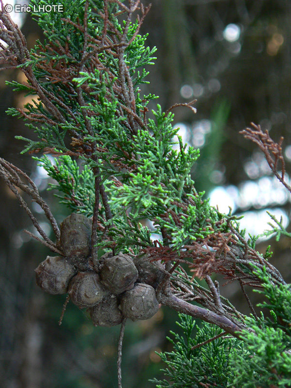 Cupressaceae - Cupressus macrocarpa - Cyprès de Lambert, Cyprès de Monterey