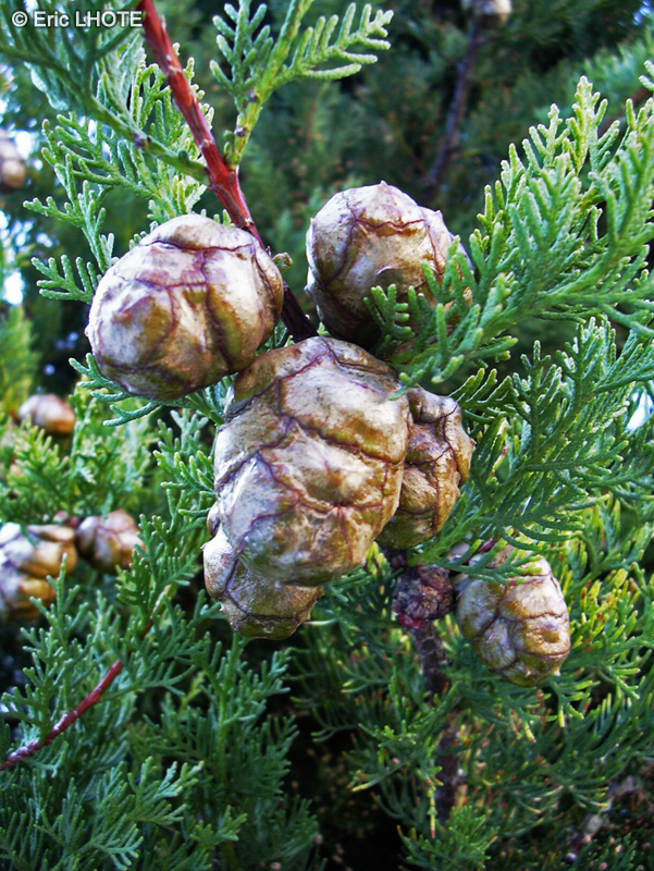  - Cupressus sempervirens - 