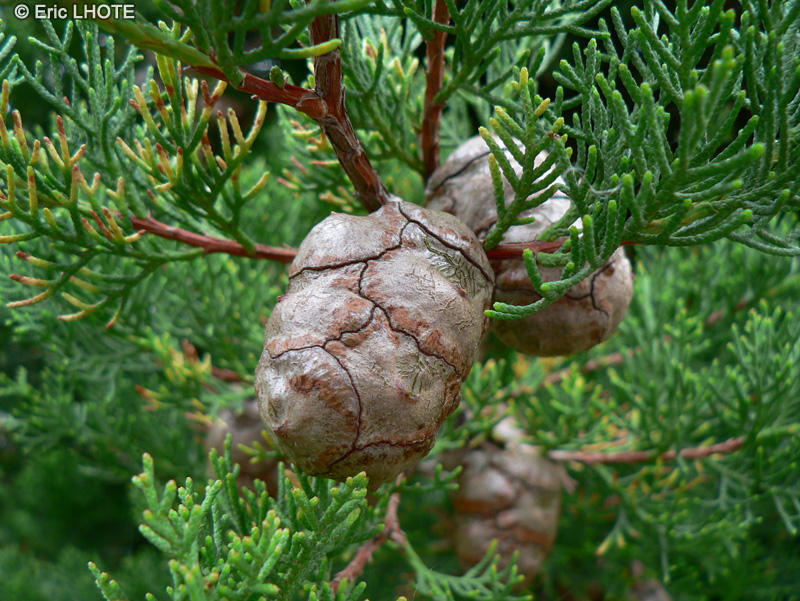 Cupressaceae - Cupressus sempervirens - Cypr&egrave;s d&rsquo;Italie, Cypr&egrave;s sempervirent, Cypr&egrave;s de Provence