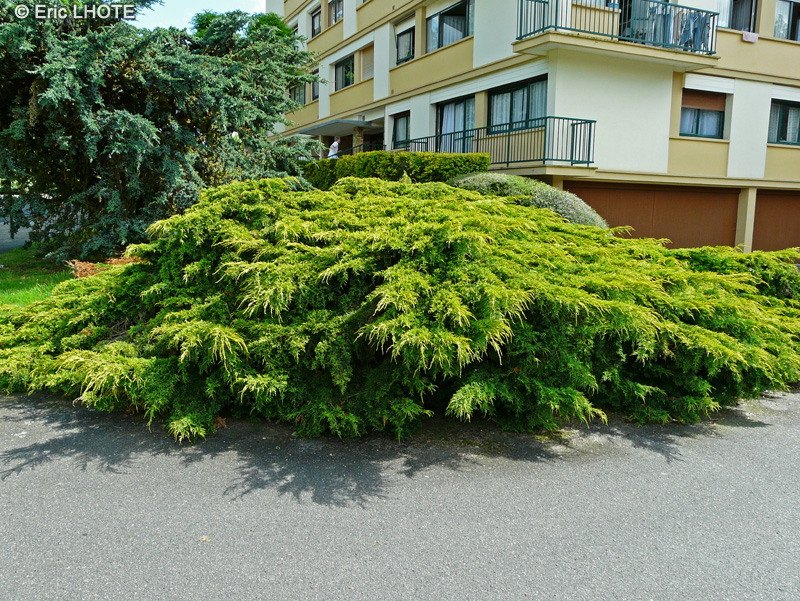 Cupressaceae - Juniperus media Old Gold - Genévrier