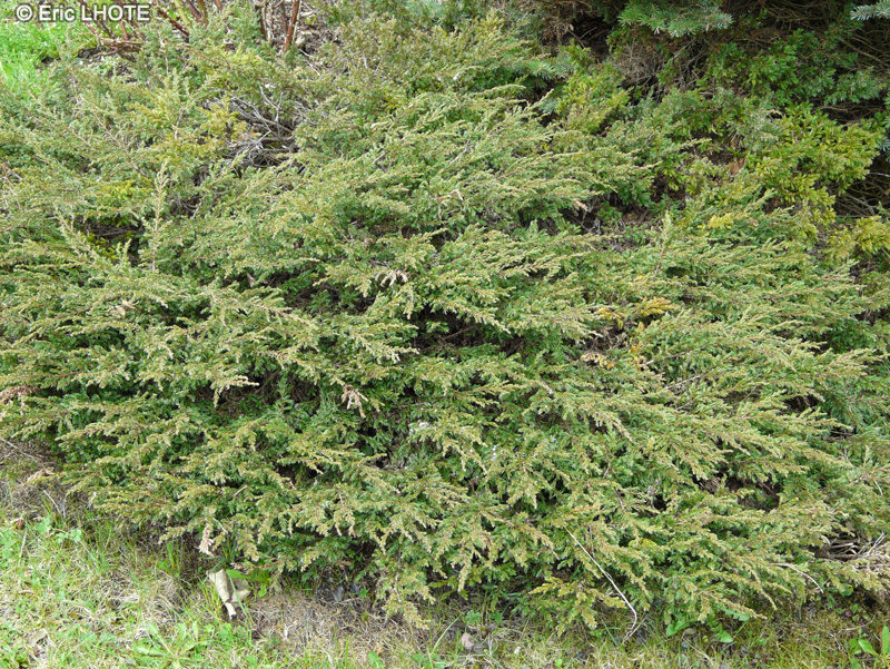 Cupressaceae - Juniperus sabina - Gen&eacute;vrier sabine, Sabine, Sabine de montagne
