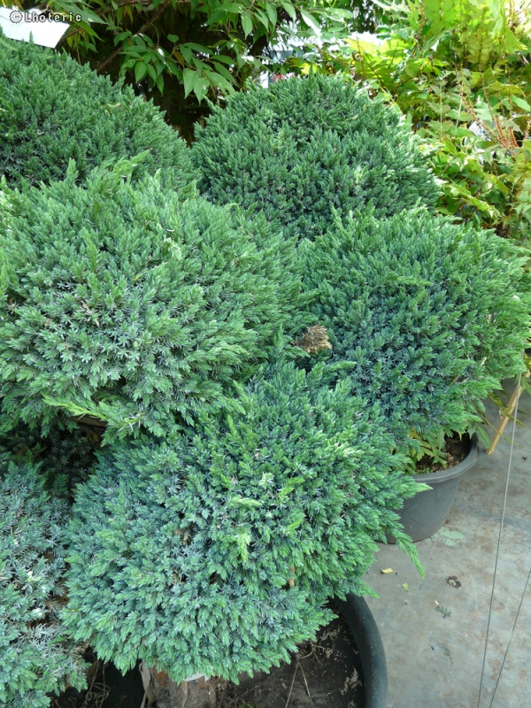  - Juniperus squamata Meyeri - 