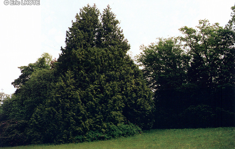 Cupressaceae - Thuja loebneri - Thuya de Lobb