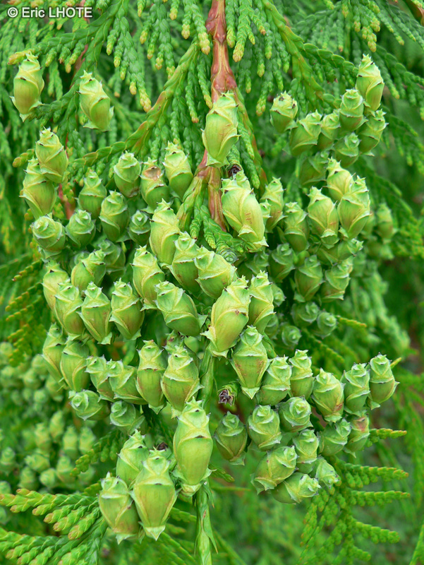  - Thuja occidentalis - 