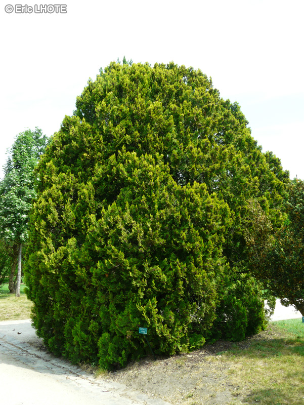 Cupressaceae - Thuja occidentalis Theodonensis - Thuya du Canada