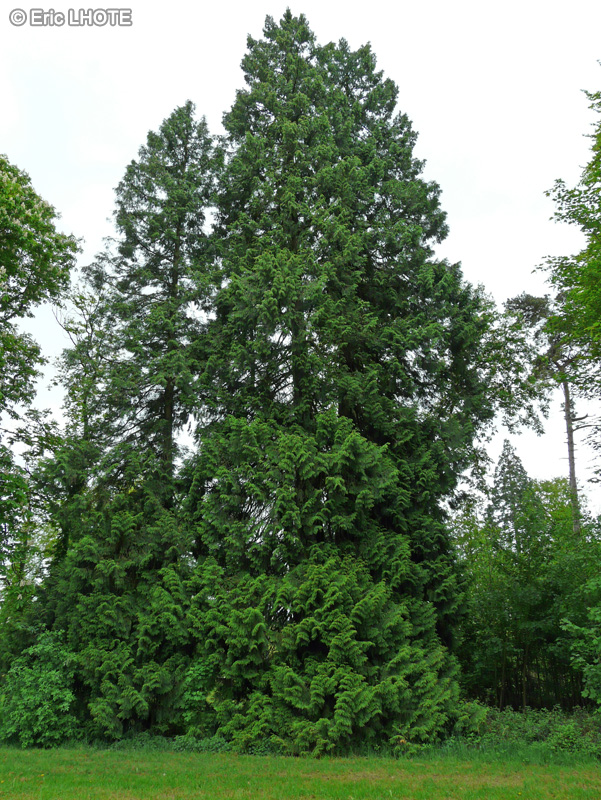 - Thuja plicata - 