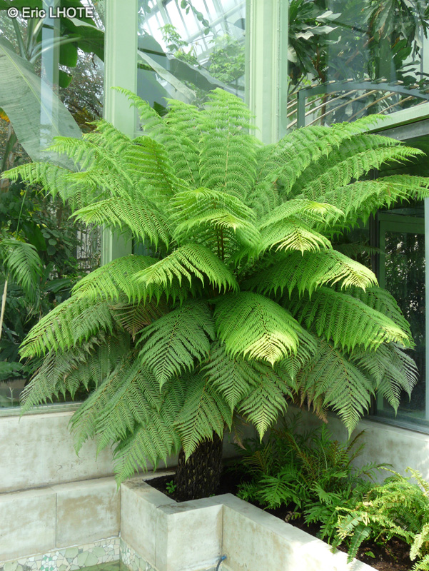  - Cyathea australis - 