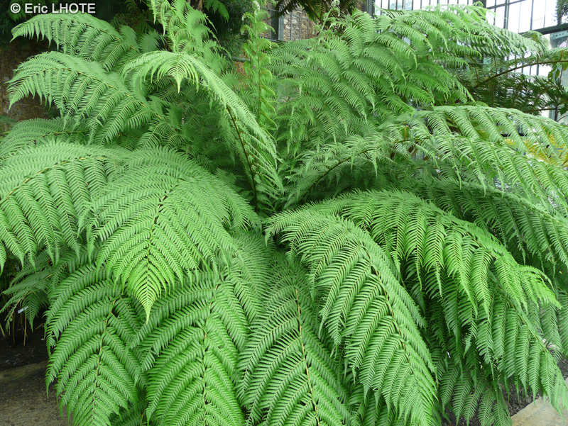 Cyatheaceae - Cyathea australis - Foug&egrave;re arborescente