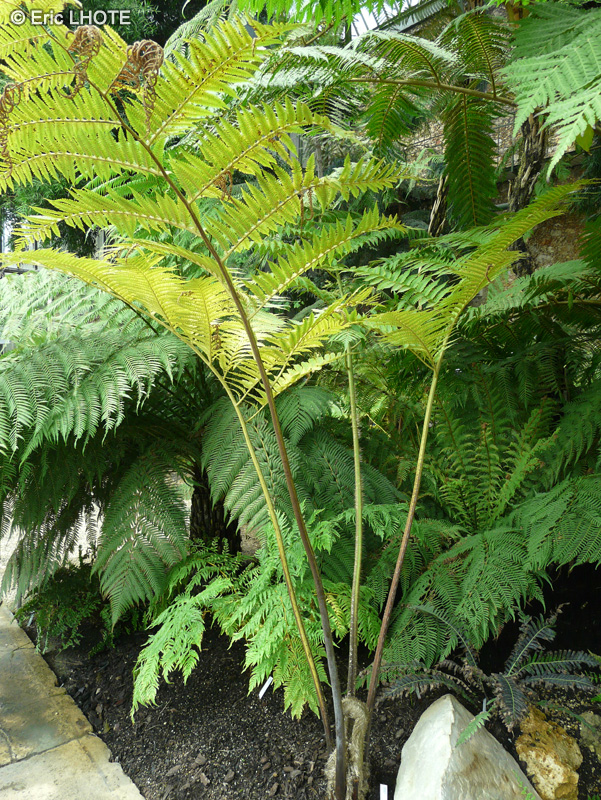  - Cyathea robusta - 