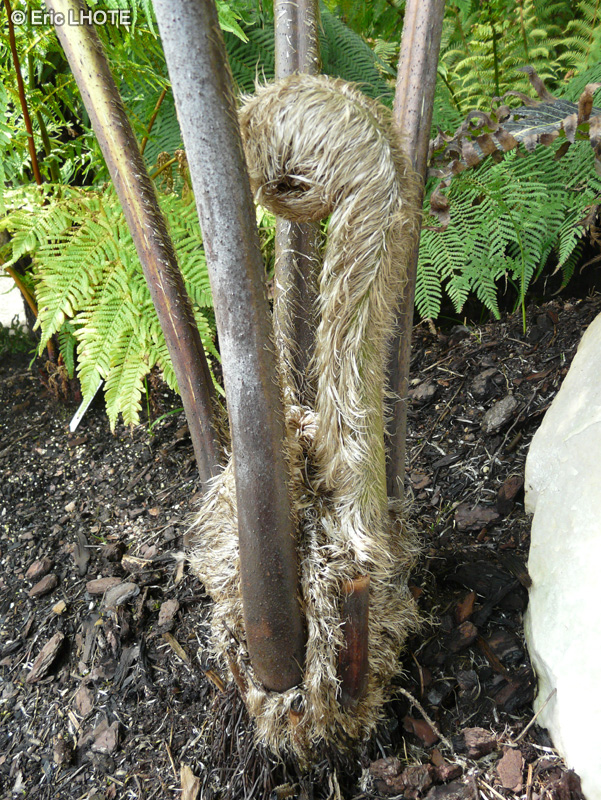 Cyatheaceae - Cyathea robusta - Foug&egrave;re arborescente