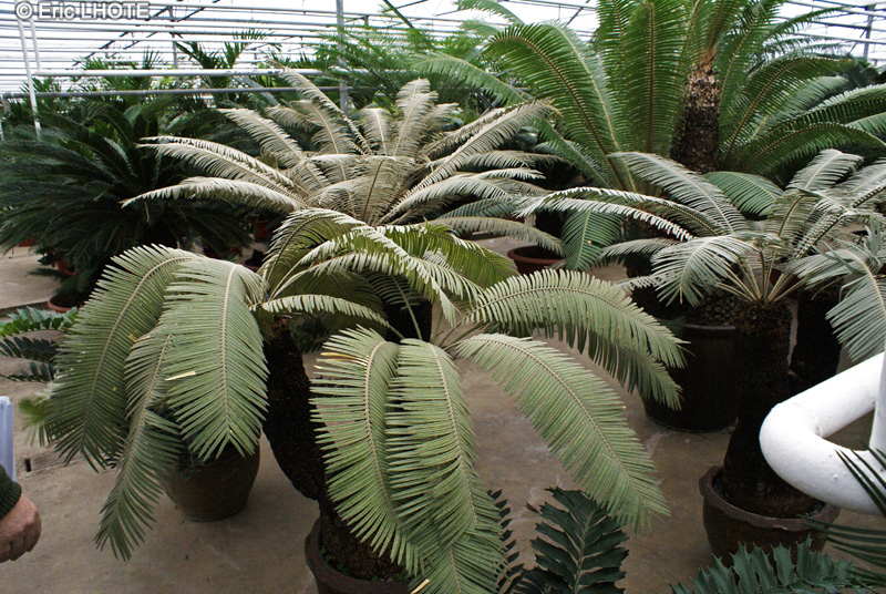 Cycadaceae - Cycas ferruginea - Sagou, Sagoutier, Cycas ferrugineux
