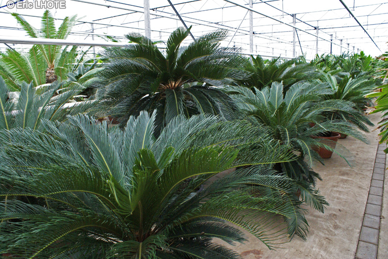 Cycadaceae - Cycas revoluta - Sagou du Japon, Sagoutier