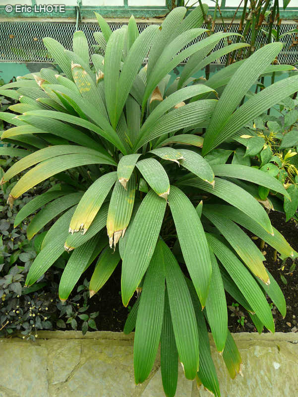 Cyclanthaceae - Carludovica plicata - Carludovica