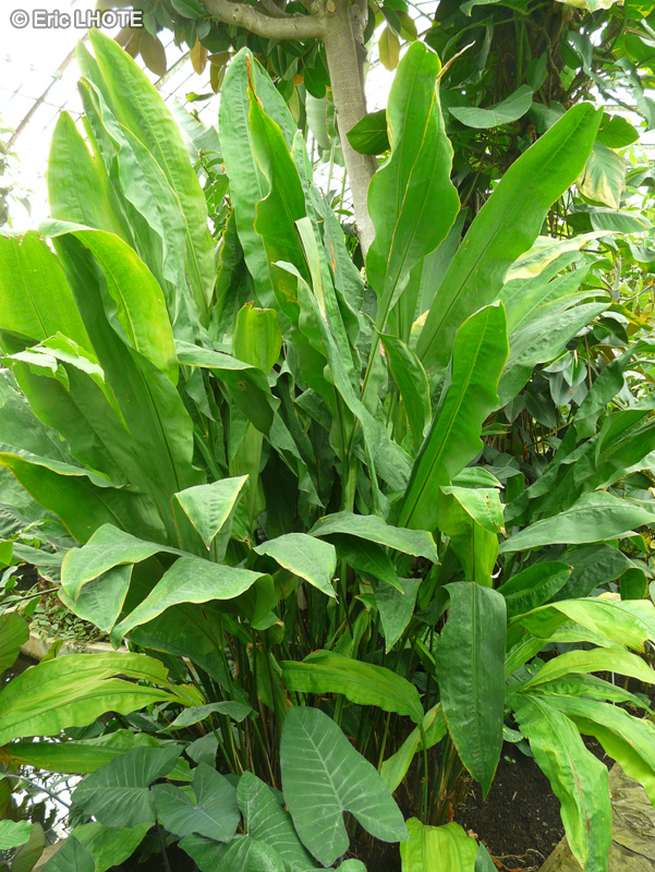  - Cyclanthus bipartitus - 