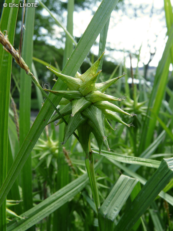 - Carex Grayi - 