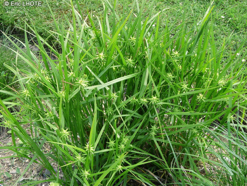 Cyperaceae - Carex Grayi - Laîche Grayi, Laîche massue