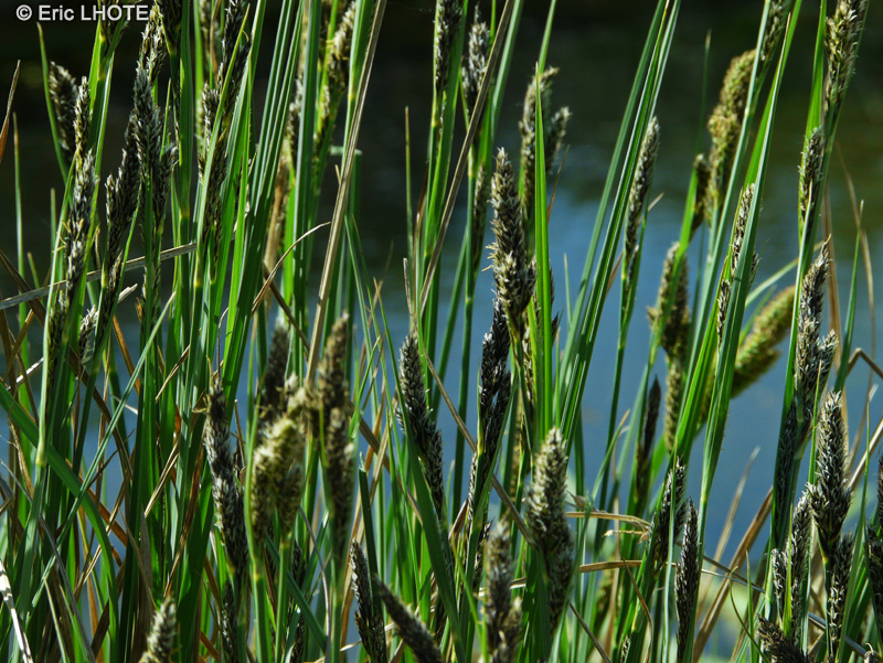  - Carex buxbaumii - 