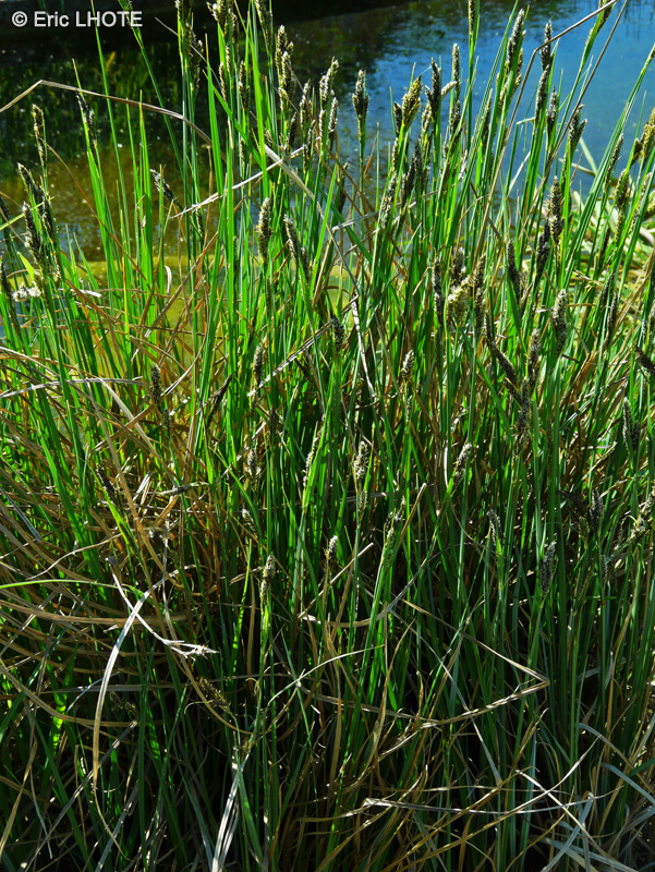 Cyperaceae - Carex buxbaumii - Laîche de Buxbaum