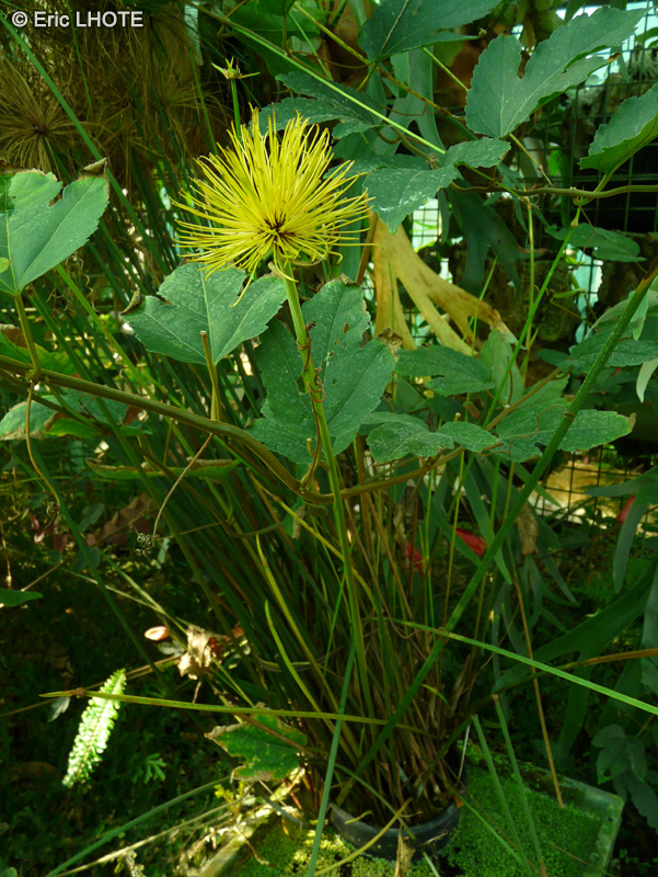 Cyperaceae - Carex fertilis - Carex