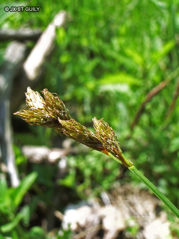 Cyperaceae - Carex ovalis - La&icirc;che des li&egrave;vres, La&icirc;che patte-de-li&egrave;vre
