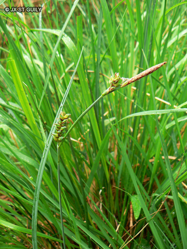 Cyperaceae - Carex panicea - Laîche bleuâtre, Laîche faux Panic