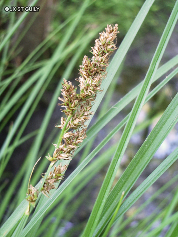 Cyperaceae - Carex paniculata - Laîche paniculée, Laîche en panicule